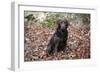 Retriever - Chocolate Labrador 003-Bob Langrish-Framed Photographic Print