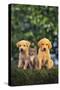 Retriever Puppies and Kitten-DLILLC-Stretched Canvas