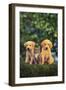 Retriever Puppies and Kitten-DLILLC-Framed Photographic Print