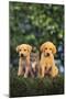 Retriever Puppies and Kitten-DLILLC-Mounted Photographic Print