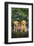 Retriever Puppies and Kitten-DLILLC-Framed Photographic Print