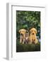 Retriever Puppies and Kitten-DLILLC-Framed Photographic Print