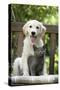 Retriever Puppy Sitting with Grey Kitten-null-Stretched Canvas