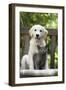 Retriever Puppy Sitting with Grey Kitten-null-Framed Photographic Print