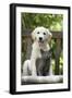 Retriever Puppy Sitting with Grey Kitten-null-Framed Photographic Print