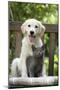 Retriever Puppy Sitting with Grey Kitten-null-Mounted Photographic Print