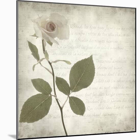 Retro Rose-null-Mounted Art Print