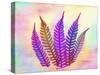 Retroluxed Fern-Albert Koetsier-Stretched Canvas