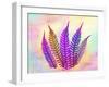 Retroluxed Fern-Albert Koetsier-Framed Art Print