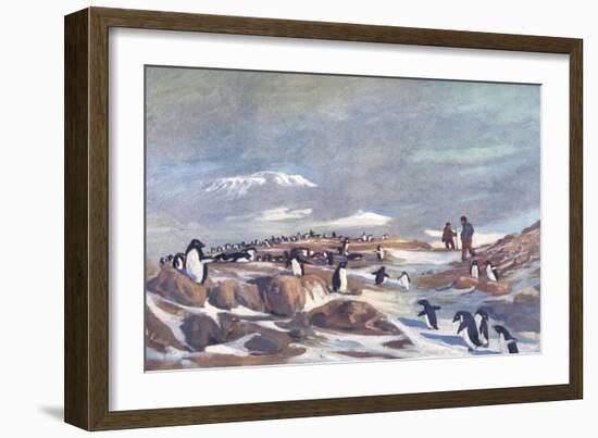 Return of the Penguins-G Marston-Framed Art Print