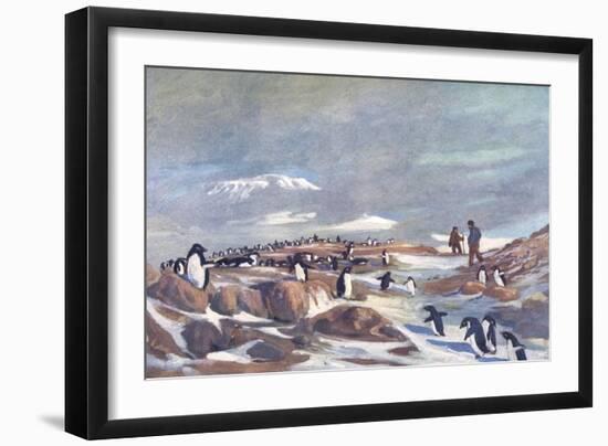 Return of the Penguins-G Marston-Framed Art Print