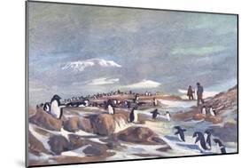 Return of the Penguins-G Marston-Mounted Art Print