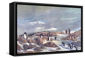 Return of the Penguins-G Marston-Framed Stretched Canvas