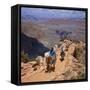 Returning on Horseback, Grand Canyon, UNESCO World Heritage Site, Arizona, USA-Tony Gervis-Framed Stretched Canvas