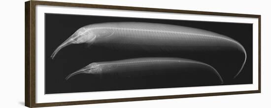 Retzer’S Elephant-Nose Knifefish-Sandra J. Raredon-Framed Premium Giclee Print