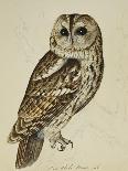 Brown Owl (Strix Ulula)-Rev. C. Atkinson-Giclee Print