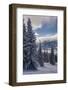 Revelstoke British Columbia, Canada, Snow covered evergreen trees-Howie Garber-Framed Photographic Print