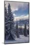 Revelstoke British Columbia, Canada, Snow covered evergreen trees-Howie Garber-Mounted Photographic Print