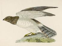 Great Northern Diver (Colymbus Glacialis) Also Known as the Immer- or Ember-Goose-Reverend Francis O. Morris-Art Print