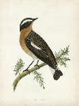 Morris Whinchat-Reverend Francis O. Morris-Art Print