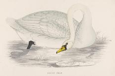 Mute Swan-Reverend Francis O. Morris-Art Print