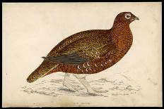 Red Grouse-Reverend Francis O. Morris-Art Print