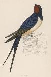 North American Belted Kingfisher-Reverend Francis O. Morris-Art Print