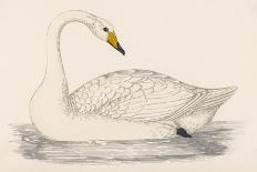 Mute Swan-Reverend Francis O. Morris-Art Print