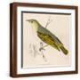 Brown Frame