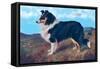 Reverend Hamilton's Collie-null-Framed Stretched Canvas