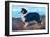 Reverend Hamilton's Collie-null-Framed Art Print