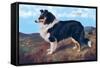 Reverend Hamilton's Collie-null-Framed Stretched Canvas