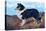 Reverend Hamilton's Collie-null-Stretched Canvas