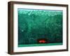 Reverie in the Rain, 2009-Emiko Aida-Framed Giclee Print