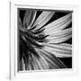 Reverse Of Flower Bw-Tom Quartermaine-Framed Giclee Print