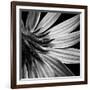 Reverse Of Flower Bw-Tom Quartermaine-Framed Giclee Print