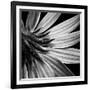 Reverse Of Flower Bw-Tom Quartermaine-Framed Giclee Print