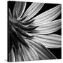 Reverse Of Flower Bw-Tom Quartermaine-Stretched Canvas