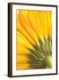 Reverse Of Yellow Flower-Tom Quartermaine-Framed Giclee Print