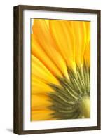 Reverse Of Yellow Flower-Tom Quartermaine-Framed Giclee Print