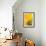 Reverse Of Yellow Flower-Tom Quartermaine-Framed Giclee Print displayed on a wall