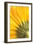 Reverse Of Yellow Flower-Tom Quartermaine-Framed Giclee Print