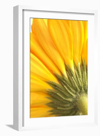 Reverse Of Yellow Flower-Tom Quartermaine-Framed Giclee Print