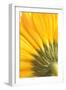 Reverse Of Yellow Flower-Tom Quartermaine-Framed Giclee Print
