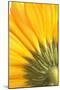Reverse Of Yellow Flower-Tom Quartermaine-Mounted Giclee Print