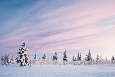 Trees at Sunset in Winter-revetina01-Photographic Print