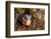 Revillagigedos barnacle-blenny peeking from crevice, Mexico-Alex Mustard-Framed Photographic Print