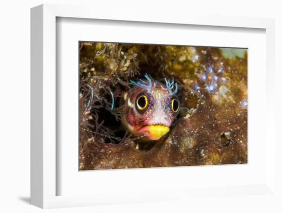 Revillagigedos barnacle-blenny peeking from crevice, Mexico-Alex Mustard-Framed Photographic Print