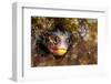 Revillagigedos barnacle-blenny peeking from crevice, Mexico-Alex Mustard-Framed Photographic Print