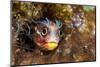 Revillagigedos barnacle-blenny peeking from crevice, Mexico-Alex Mustard-Mounted Photographic Print